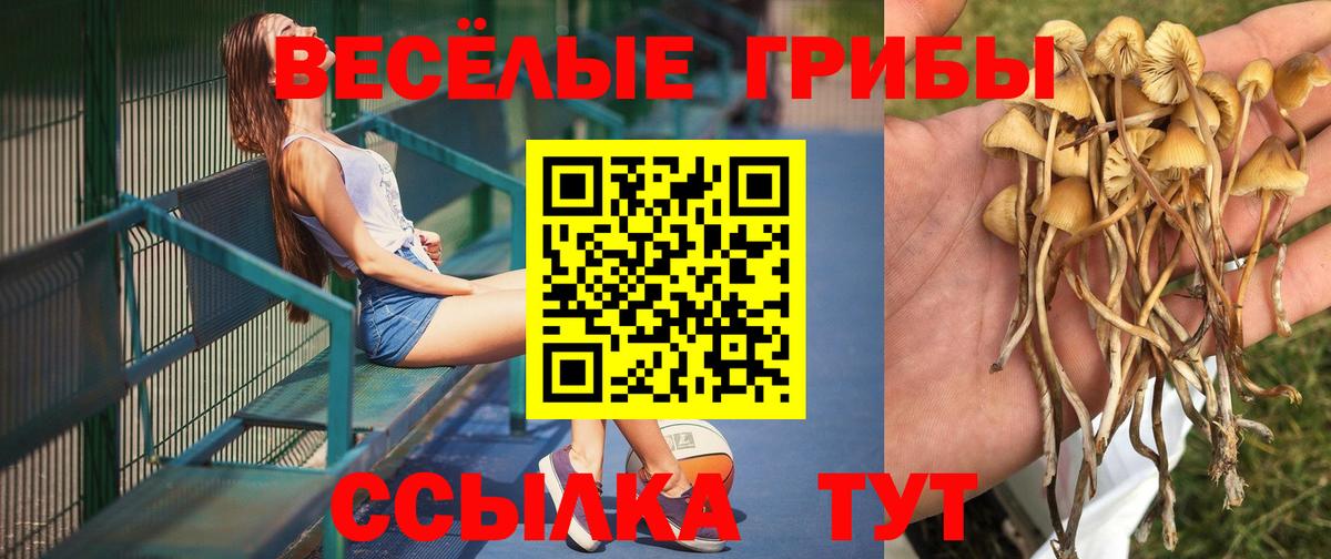 Нижнеудинск  где продают   Вход с VPN  Псилоцибиновые грибы Cubensis 